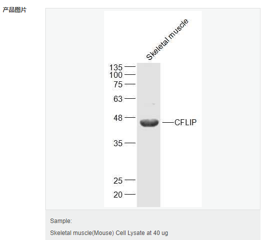 6052bdbe758f7.png image.png