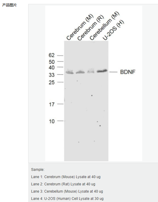 60581256de4f7.png image.png