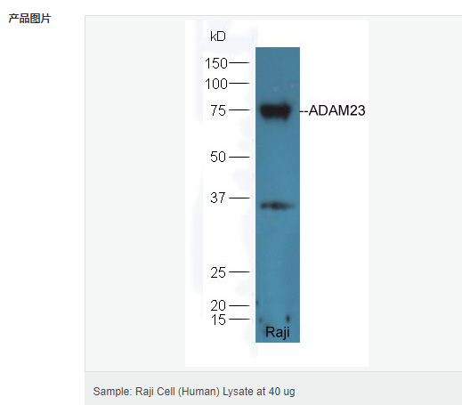 605838a6e40f6.png image.png