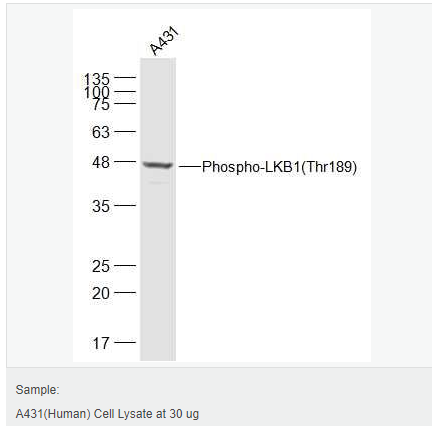 60583e3637a9c.png image.png