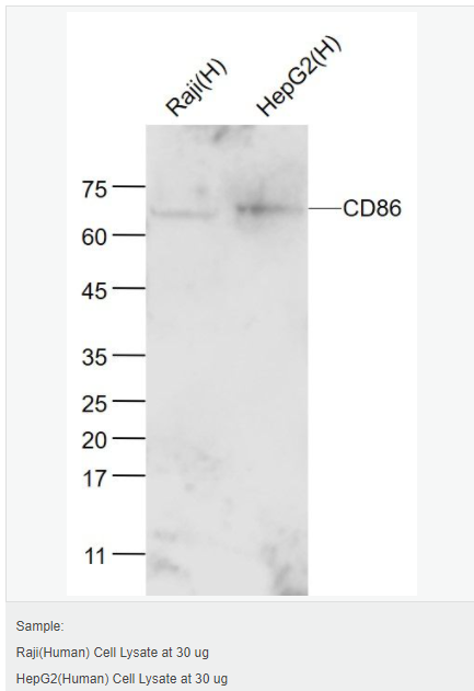 605d7ee4178a2.png image.png