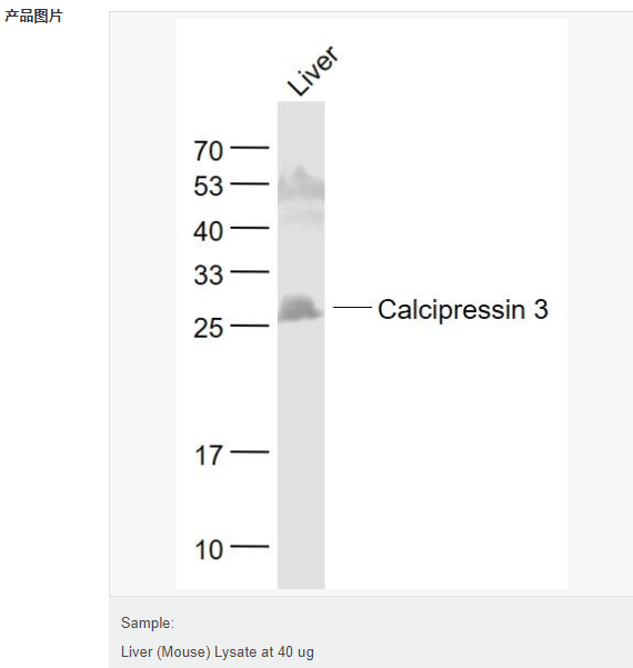 60779e5f3539b.png image.png